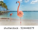 Three Flamingos On The Beach