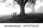 Benches And Trees In Fog ...