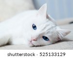 White Cat With Blue Eyes Trying ...