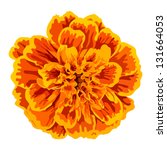 Vector Orange Marigold Flower...