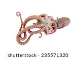 octopus on white background  | Shutterstock . vector #235571320