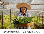 Small photo of Happy Asian farmer harvesting fresh organic vegetable in local farm at countryside.