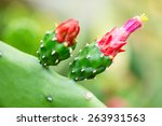 Cactus Plants With Red Flower 