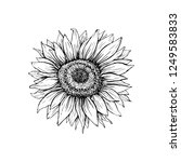 sunflower hand drawn vector... | Shutterstock .eps vector #1249583833