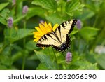 Eastern Tiger Swallow Butterfly ...