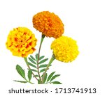Floral Arrangement Of Marigold...