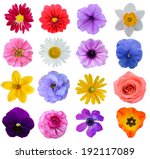 Set Of Colorful Seasonal Blooms