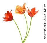Spring tulip flowers bunch...