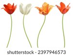 Set of branch spring tulip...