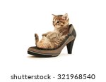 Kitten Sitting In Women's Shoes ...