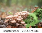 A Group Of Edible Mushrooms...