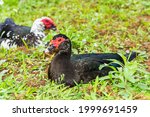 The Male And Female Muscovy...
