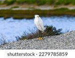 Small photo of A close up view of the Snowy Egret. The Snowy Egret is a very patient hunter. . This bird has striking white feathers and yellow feet and beak which it uses to stab at its prey.