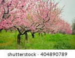 Peach Trees With Flowers