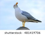 White Bird Seagull