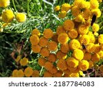 Small photo of Tansy flowers. The close-up photo shows tansy flowers, insects crawl on the flowers.
