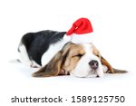 Beagle Puppy Dog In Santa Hat...
