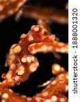 Small photo of Denise's pygmy seahorse (Hippocampus denise). Underwater macro photography from Romblon, Philippines