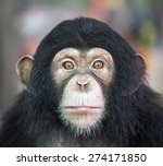 Chimpanzee Face