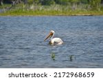 American white pelican along the shore of Lake Ontario in Oshawa, Ontario, Canada.  This species of pelican is rarely sighted in this area.  June2022
