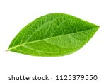 a blueberry leaf isolated on white background. clipping path