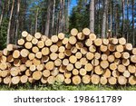 Felling of the forest, the accumulated felling the tree trunks. Wood for fireplaces.