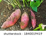 Red Purple Sweet Potato Ipomoea ...