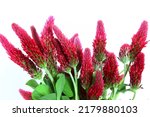crimson clover or italian clover wild flower,selective focus isolated on white background,copy space