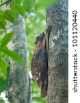 Small photo of A colugo / flying lemur perching on a tree trunk