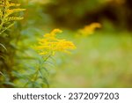 Small photo of Yellow flowers of goldenrod or Solidago canadensis, Canada goldenrod or Canadian goldenrod plant.