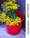 Small photo of Ordinary pyzhma plant. Tanacetum vulgare, or tansy yellow flowers.