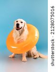 Small photo of Portrait of calm healthy dog sitting on the floor in swim ring isolated over blue studio background wall. Cute furry golden retriever resting and posing, free copy space, banner. Domestic Pet Concept