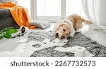 Small photo of Golden retriever dog playing with toilet paper in living room and broke plant. Purebred doggy pet making mess with tissue paper and home flower
