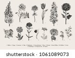 big set flowers. victorian... | Shutterstock .eps vector #1061089073