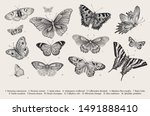 butterflies. set of elements... | Shutterstock .eps vector #1491888410