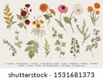 vintage vector botanical... | Shutterstock .eps vector #1531681373
