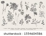 vintage vector botanical... | Shutterstock .eps vector #1554604586