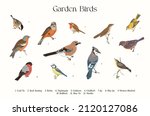 Garden Birds. Set. Vector...