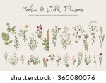 herbs and wild flowers. botany. ... | Shutterstock .eps vector #365080076