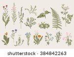 Herbs And Wild Flowers. Botany. ...