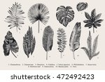 set leaf. exotics. vintage... | Shutterstock .eps vector #472492423