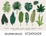 set leaf. exotics. vintage... | Shutterstock .eps vector #472492429