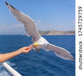 Girl Feeding Seagull From The...