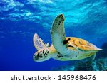 Green Sea Turtle Swimming In...