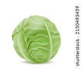 Realistic Head Of Cabbage ...