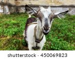 Curious Happy Goat Grazing On A ...