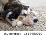 Small photo of A sleepy senior pet German Shepherd mix breed dog is resting as his health is ailing in his old age.