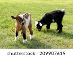 Two cute baby goats on a farm are outside grazing and eating grass.