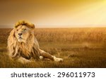 Big Male Lion Lying On The Grass