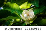Spring Magnolia Tree Flower
